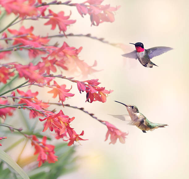 istock Hummingbirds and Red Flowers 498250032