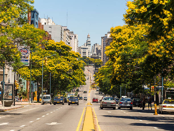 Montevideo, Uruguay - January 26, 2013: Several cars seen passing by a road lined with trees in Montevideo, Uruguay.