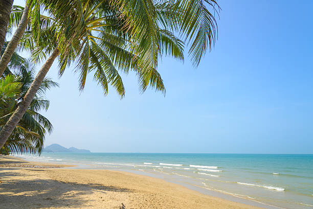 istock Tropical beach with coconut palm at summer time 498252592