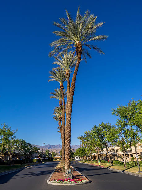 golf resort, palm desert - lawn desert golf california стоковые фото и изображения