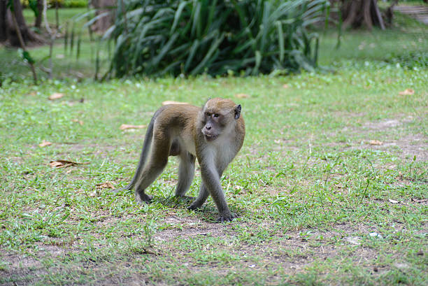 istock Monkey in natural YONG LING Beach Thailand 498252938