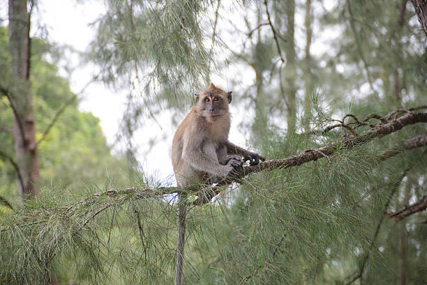 istock Monkey in natural YONG LING Beach Thailand 498253002