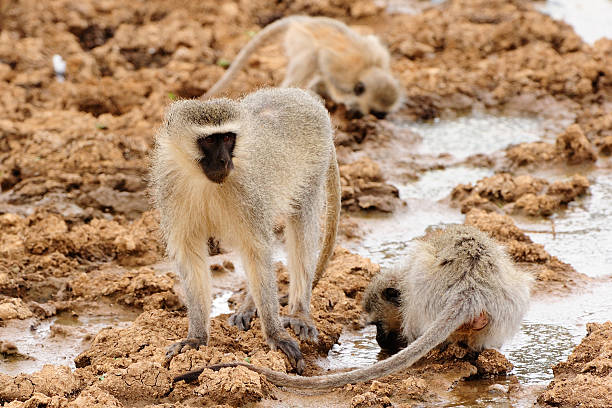 istock Group of vervet monkeys drinking in the mud 498254612