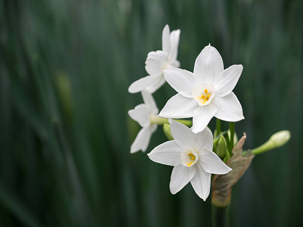 美しい純白 narcissus - daffodil ストックフォトと画像