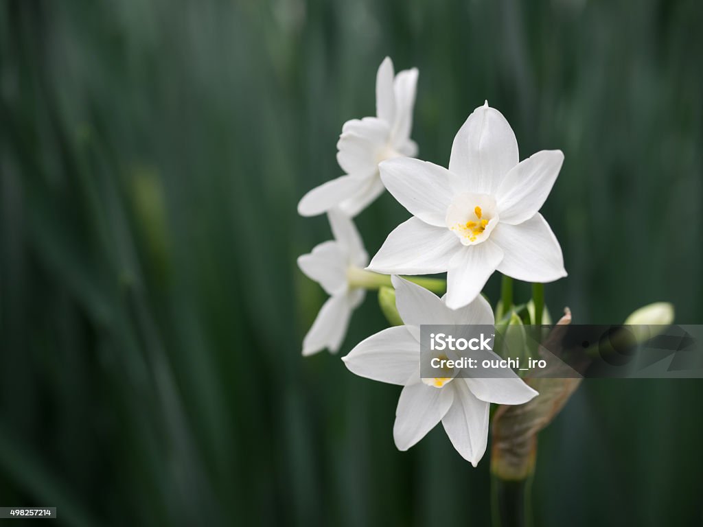 Beautiful pure white narcissus Beautiful pure white narcissus. Daffodil Stock Photo