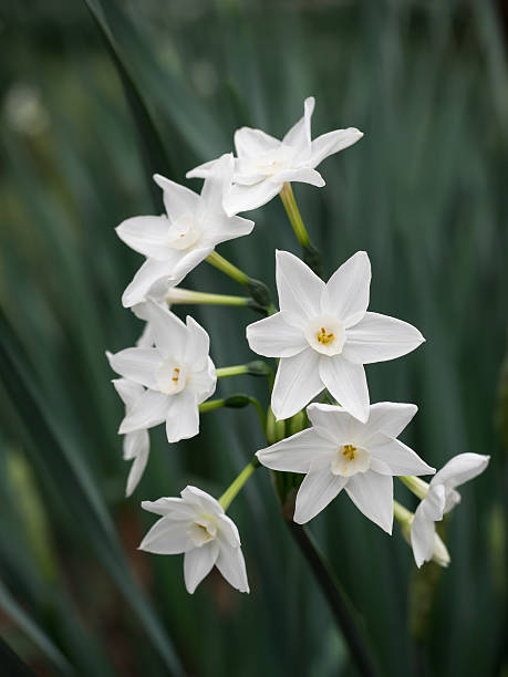istock Beautiful pure white narcissus 498257340