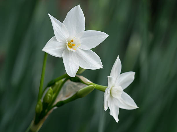 istock Beautiful pure white narcissus 498257460