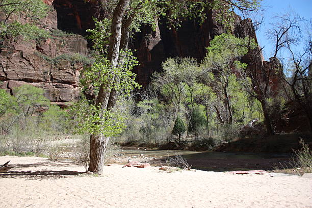 istock Spring sand shore at Virgin River in Zion National Park 498257878