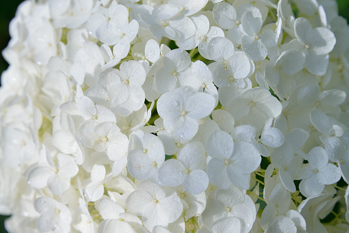 \nW\nwhite hydrangea flowers