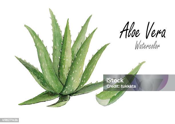 Ilustración de Aloe Verahand Llamado Acuarela En Blanco Backgroundvector Medio y más Vectores Libres de Derechos de Áloe