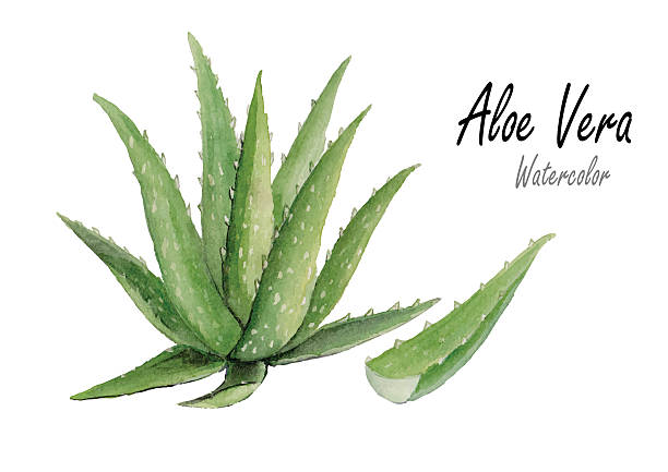 aloe vera.Hand drawn watercolor painting on white background.Vector illustration aloe vera.Hand drawn watercolor painting on white background.Vector illustration aloe plant alternative medicine body care stock illustrations