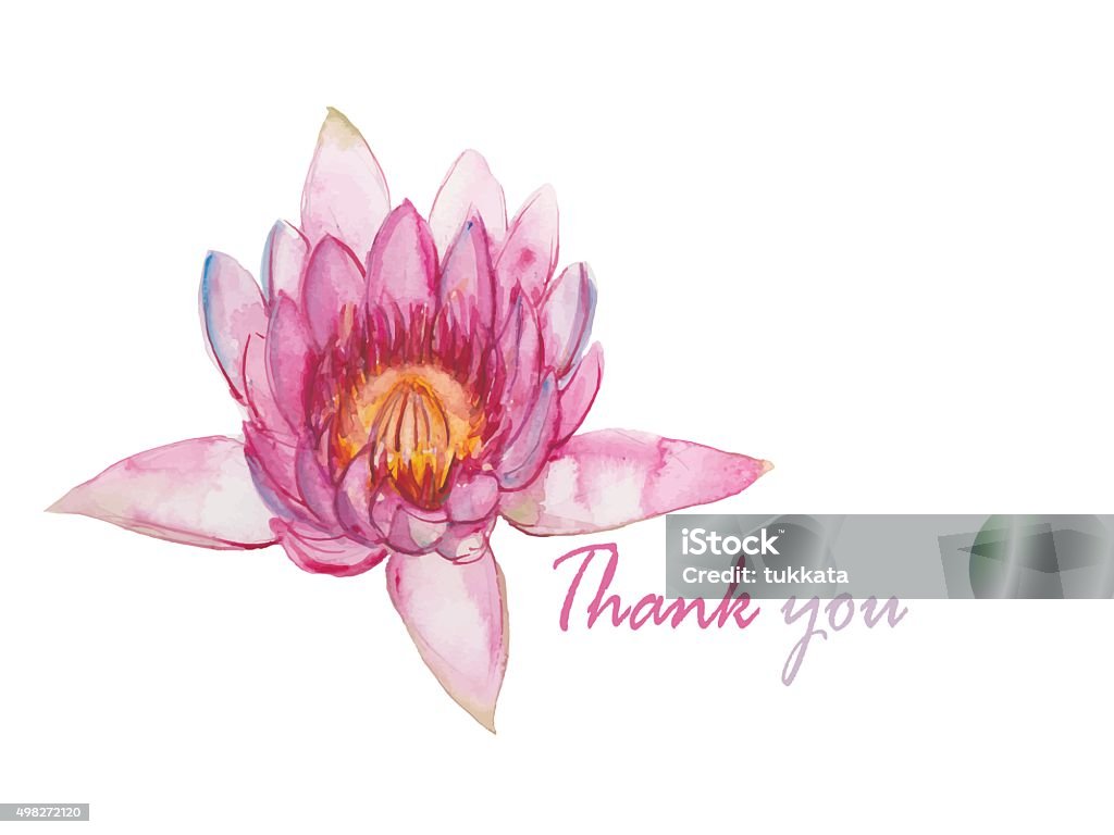pink water lily hand drawnwatercolor illustration vector pink water lily hand drawn watercolor painting  with the word thank you on white background illustration vector Lotus Water Lily stock vector