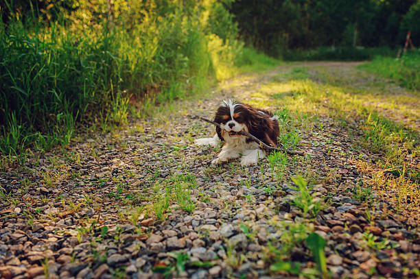 cavalier king charles spaniel dog playing with stick in summer tricolor cavalier king charles spaniel dog enjoying summer and playing with stick on country walk young purebred fluffy cavalier king charles spaniel relaxing in summer stock pictures, royalty-free photos & images