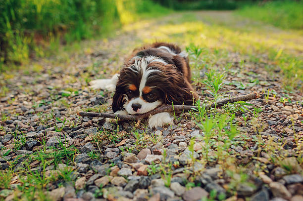 cavalier king charles spaniel dog playing with stick in summer tricolor cavalier king charles spaniel dog enjoying summer and playing with stick on country walktricolor cavalier king charles spaniel dog enjoying summer and playing with stick on country walk young purebred fluffy cavalier king charles spaniel relaxing in summer stock pictures, royalty-free photos & images