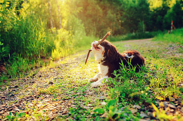 cavalier king charles spaniel dog playing with stick in summer tricolor cavalier king charles spaniel dog enjoying summer and playing with stick on country walktricolor cavalier king charles spaniel dog enjoying summer and playing with stick on country walk young purebred fluffy cavalier king charles spaniel relaxing in summer stock pictures, royalty-free photos & images