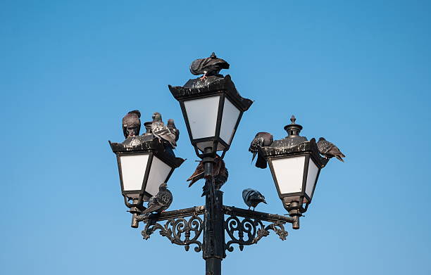 istock Pigeons on lamp 498272860