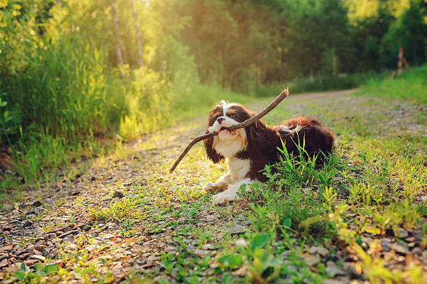 cavalier king charles spaniel dog playing with stick in summer tricolor cavalier king charles spaniel dog enjoying summer and playing with stick on country walktricolor cavalier king charles spaniel dog enjoying summer and playing with stick on country walk young purebred fluffy cavalier king charles spaniel relaxing in summer stock pictures, royalty-free photos & images