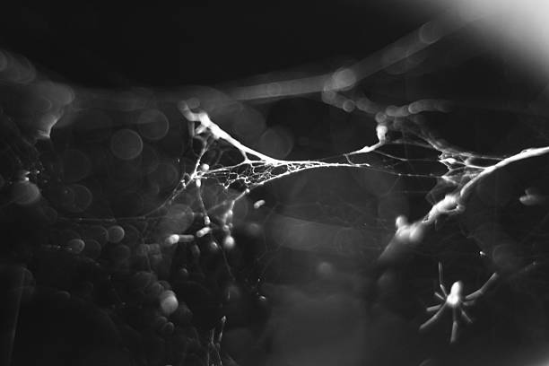 istock monochrome blurry macro background of cobweb and spider. 498273180