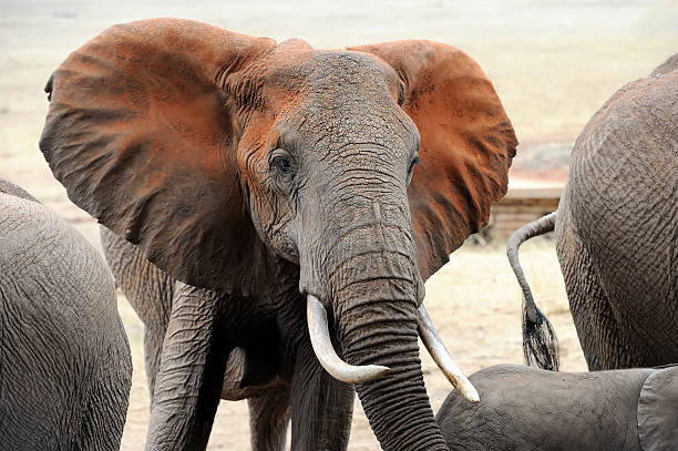 istock Elephant in National park of Kenya 498273230
