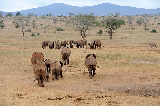 istock Elephant in National park of Kenya 498273268