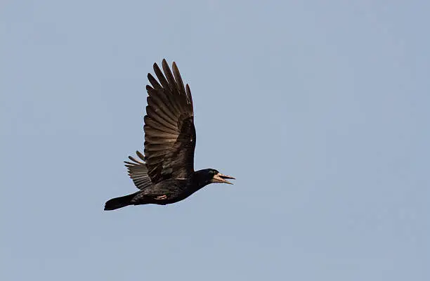 Flying Rook (Corvus frugilegus)