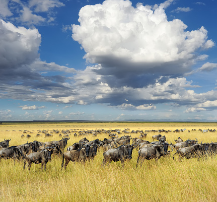 Close-up wildebeest, National park of Kenya, Africa