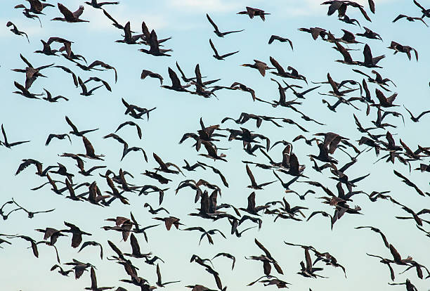 istock Big flock of Cormorants 498273576