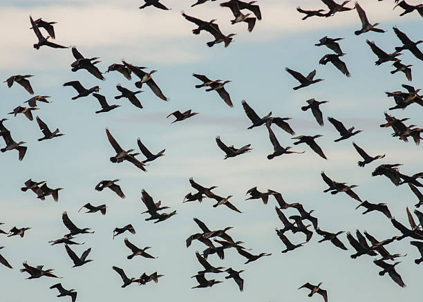 istock Big flock of Cormorants 498273638