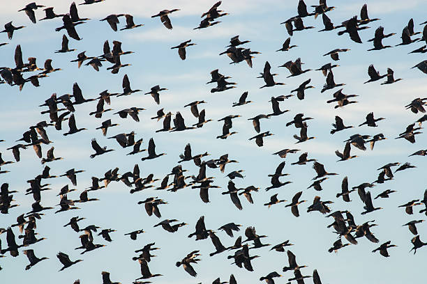 istock Big flock of Cormorants 498273696