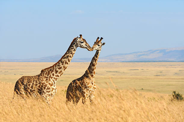 istock Giraffe in National park of Kenya 498273772