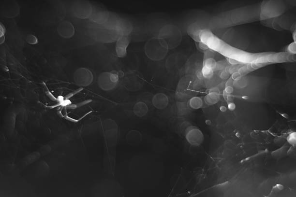 abstract monochrome blurry macro background of cobweb and spider.