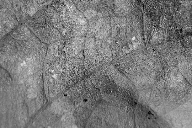 monochrome blurry macro background of dry leaf, focus on center of the image, close-up to leaf vein.