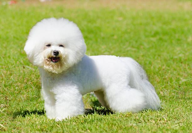 bichon frieze dog - bichon frisé stockfoto's en -beelden