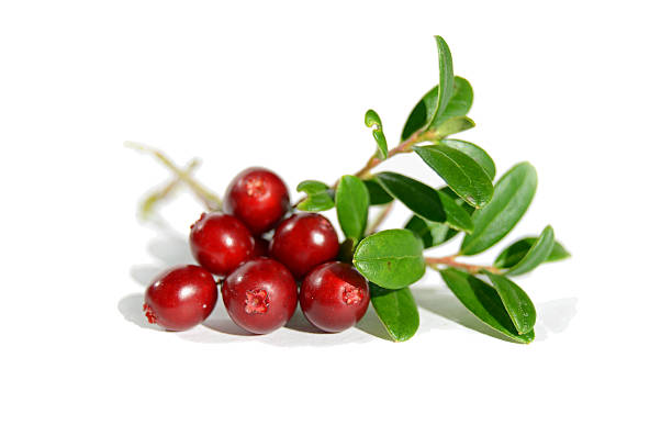 Lingonberry branch stock photo