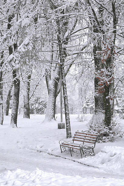 istock Snow-covered trees in the city park 498276696
