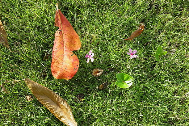 Nature morning on the lawn.