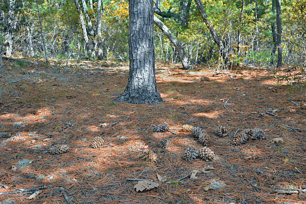 cones de cedar pine - cedrine imagens e fotografias de stock