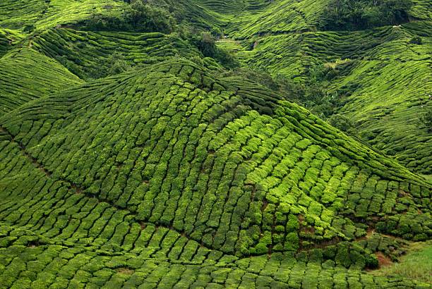 istock Tea plantation, Cameron Highlands, Malaysia 498278025