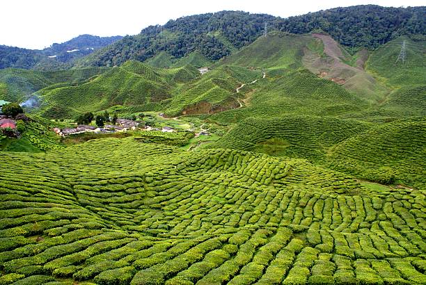 istock Tea plantation, Cameron Highlands, Malaysia 498278029