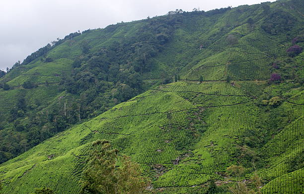 istock Tea plantation, Cameron Highlands, Malaysia 498278035
