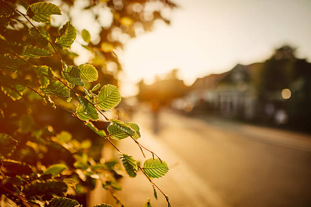 Leaves with blurred road in the back