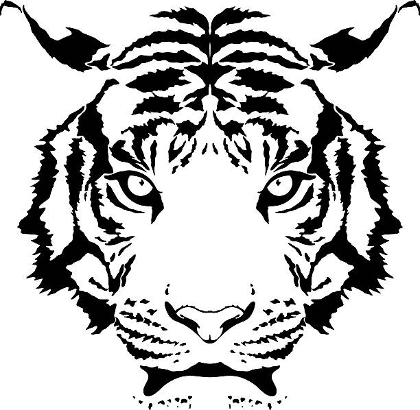 White Tiger Vector Art Graphics Freevector Com