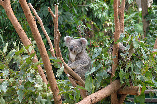 curioso un koala - stuffed animal toy koala australia foto e immagini stock