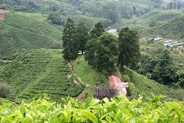 istock Tea plantation, Cameron Highlands, Malaysia 498278653