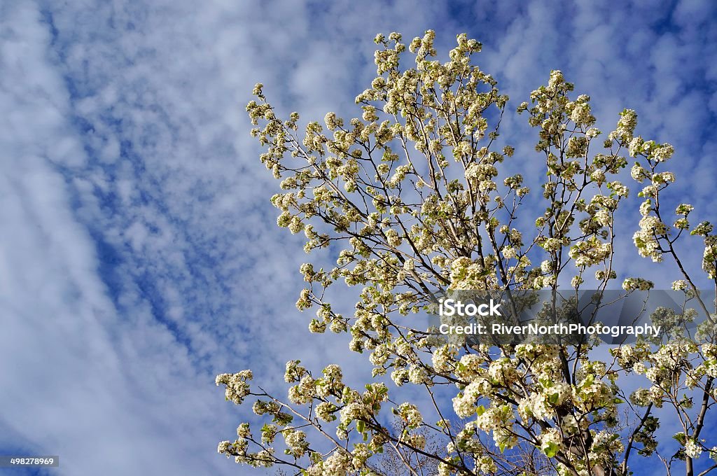 White Bradford Pear Tree Blossoms in Spring Beautiful white Bradford Pear Tree blossoms against the sky show spring is finally here. Beauty In Nature Stock Photo