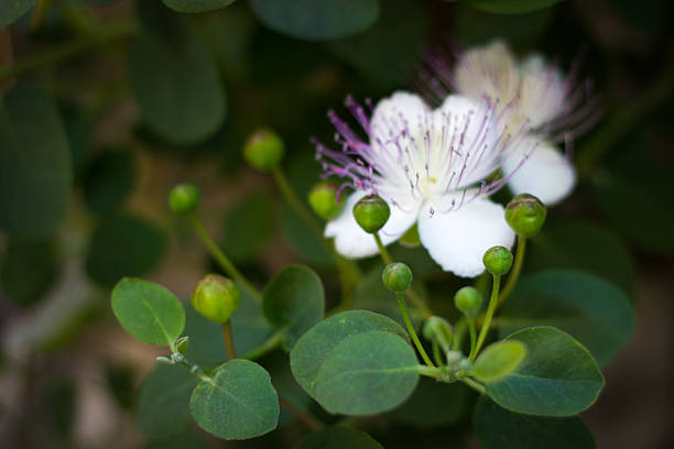 Wild Mediterranean capers in first morning light on the Italian island of Sicily. Capers grow all over the southern Italian islands and are widely used in Sicilian cuisine.