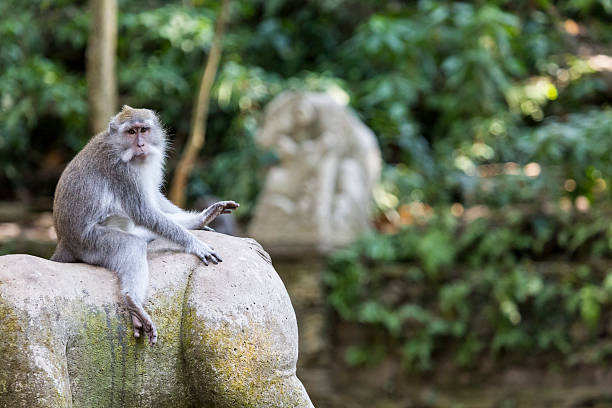 istock Monkey at Sacred Monkey Forest, Ubud, Bali, Indonesia 498280986