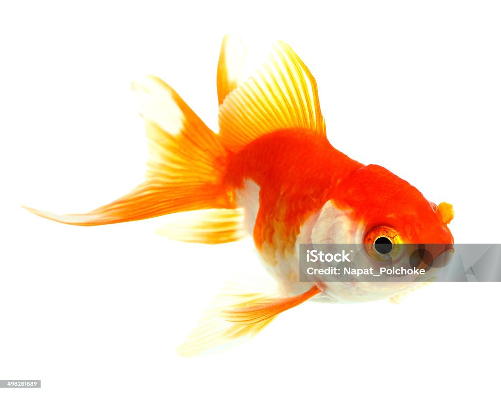 Gold fish Gold fish. Isolation on the white background. Animal Stock Photo