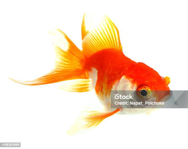 Gold Fish Stock Photo - Download Image Now - Animal, Animal Fin, Animal Scale