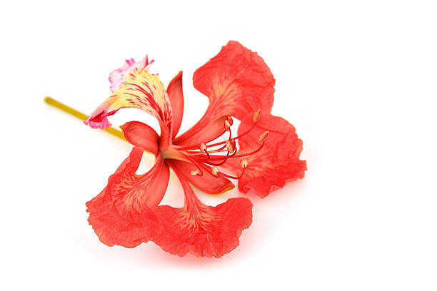 istock Pride of Barbados flower 498282339
